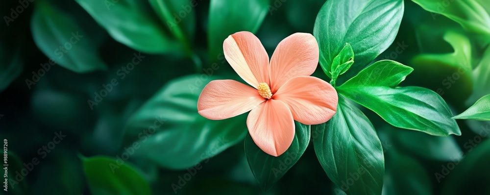 Delicate pink flower surrounded by lush green leaves, isolated on a dark backdrop. Delicate pink flower surrounded by lush green leaves, isolated on a dark backdrop.
