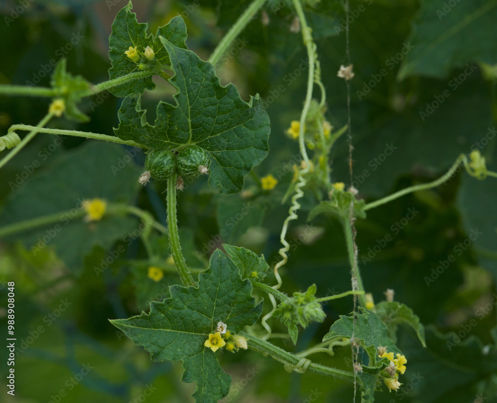 Madras pea pumpkin plant closeup. Selective focus. Madras pea pumpkin plant closeup. Selective focus.
