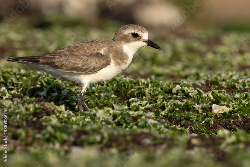 Brown and white color bird closeup. Plover on the beach.