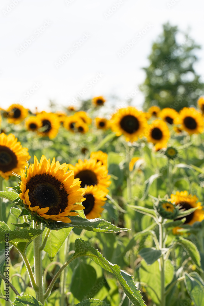 ひまわり/ sunflower ひまわり/ sunflower