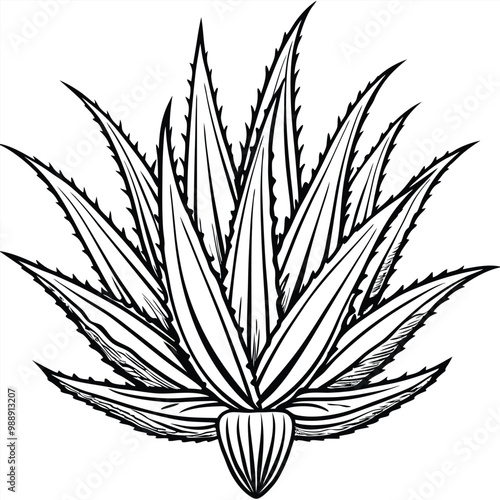 Alovera plant vector line art