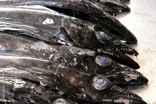 black scabbardfish, Degenfisch photo