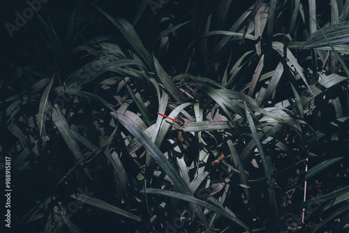 光に照らされるトンボ