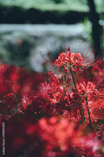 美しく咲く彼岸花