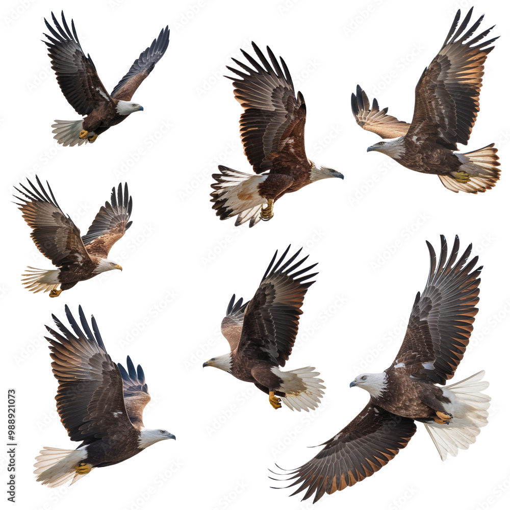 Obraz premium Eagle in Various Flight Stages on Transparent Background