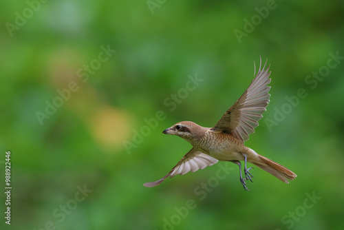 Beautiful Brown shrike flying with green nature background.