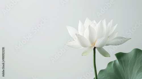 Minimalist lotus flower on a white background