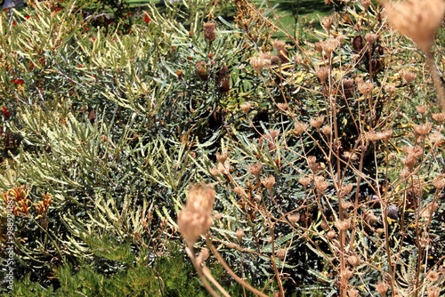 Desert shrubs and grasses photo