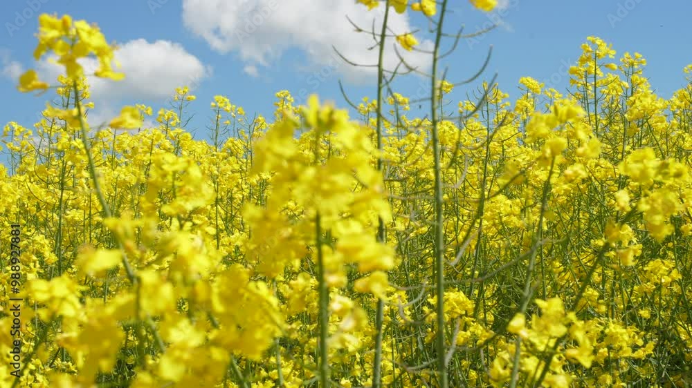 Yellow Flower Blossom Rapeseed Canola Agriculture Field. Beautiful Blooming Rapeseed Field Blue Sky in Springtime. Slow Motion. Close up of Yellow Flowers of Rape on Canola Background Blue Sky. Yellow Flower Blossom Rapeseed Canola Agriculture Field. Beautiful Blooming Rapeseed Field Blue Sky in Springtime. Slow Motion. Close up of Yellow Flowers of Rape on Canola Background Blue Sky.