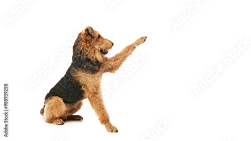 Playful Airedale Terrier, full of energy, sits on its hind legs and reaches out with paw, against white studio background. Concept of animal life, grooming and vet services, friendship. photo