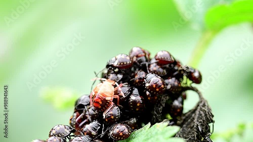 southern green shield bug with offspring in Germany in summer on stinging nettle photo