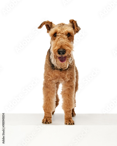 Happy Airedale Terrier stands tall and proud, with bright smile and playful glint in its eyes against white studio background. Concept of animal life, grooming and vet services, friendship.