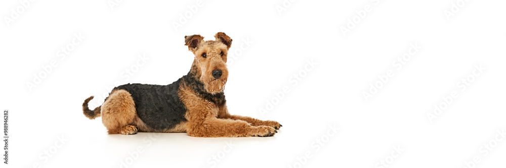 Banner. Relaxed Airedale Terrier lies on its side, looking at camera with calm and confident expression against white studio background. Concept of animal life, grooming and vet services, friendship. Banner. Relaxed Airedale Terrier lies on its side, looking at camera with calm and confident expression against white studio background. Concept of animal life, grooming and vet services, friendship.