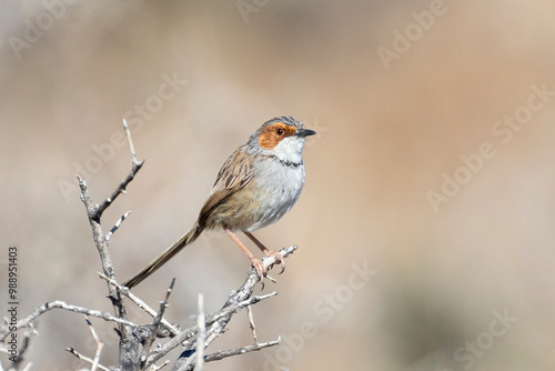 Rufous-eared Warbler (Malcorus pectoralis) perched on bush in Karoo scrub habitat near Beaufort West, South Africa photo