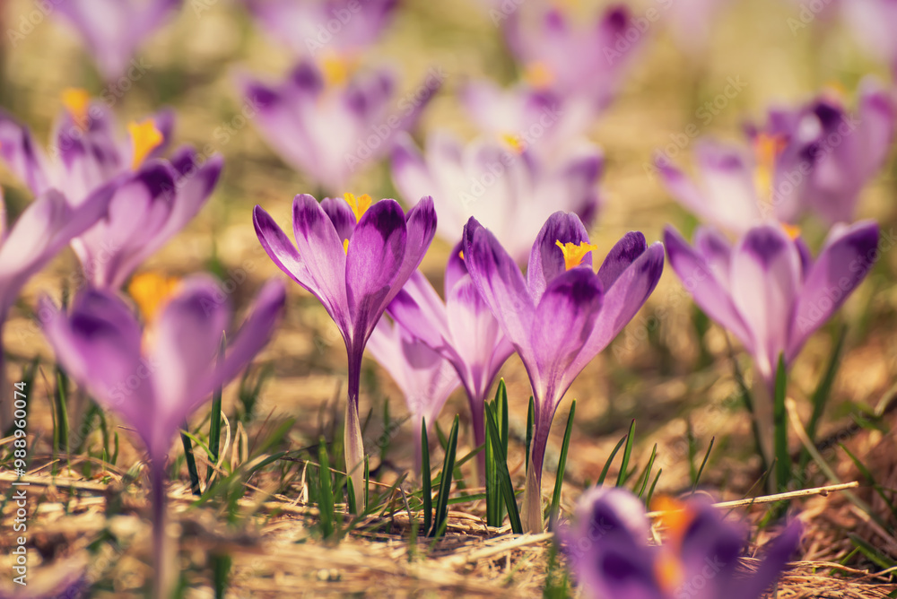 Spring crocus flowers, Easter background Spring crocus flowers, Easter background