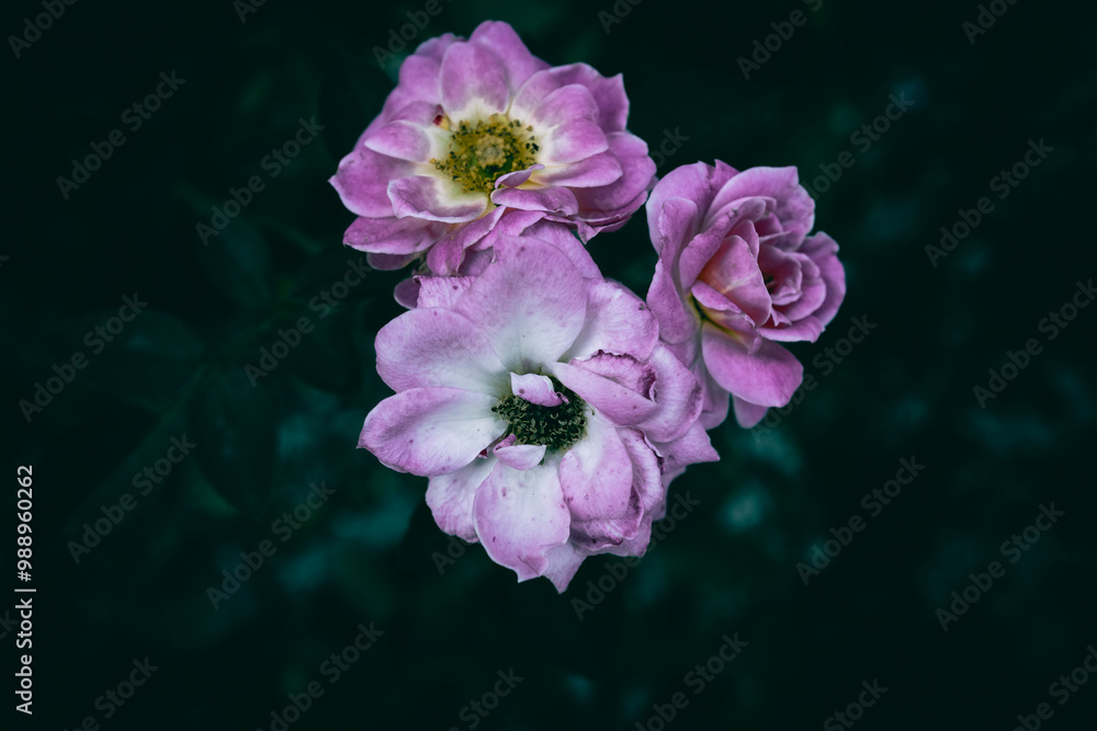 Obraz premium A close up of three pink roses in bloom