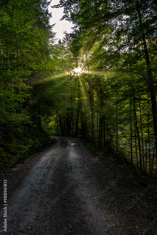 Fototapeta premium forest, road, path, nature, trees, tree, woods, landscape, green, autumn, park, spring, wood, trail