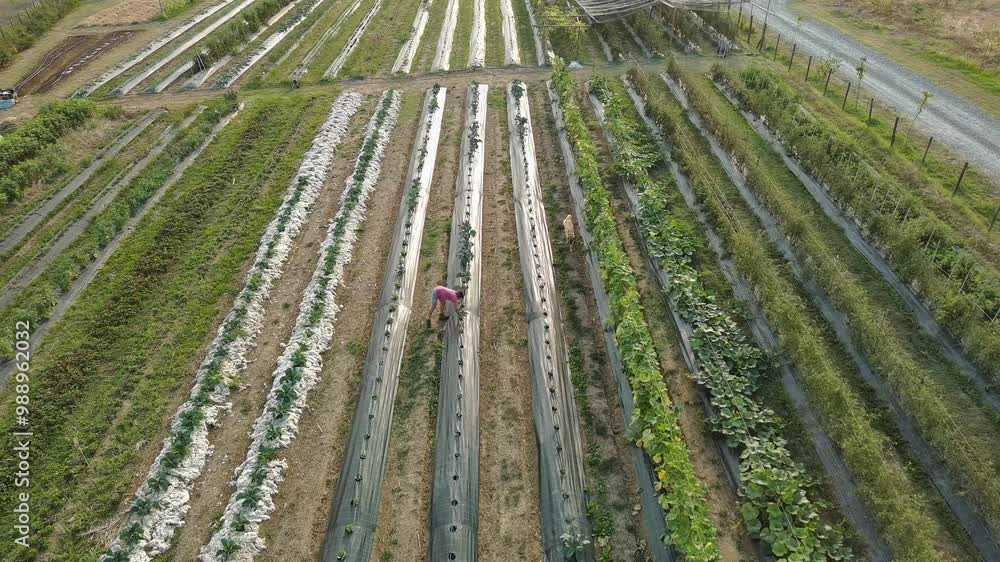 Farmer working in organic vegetable garden with dog watching him Farmer working in organic vegetable garden with dog watching him