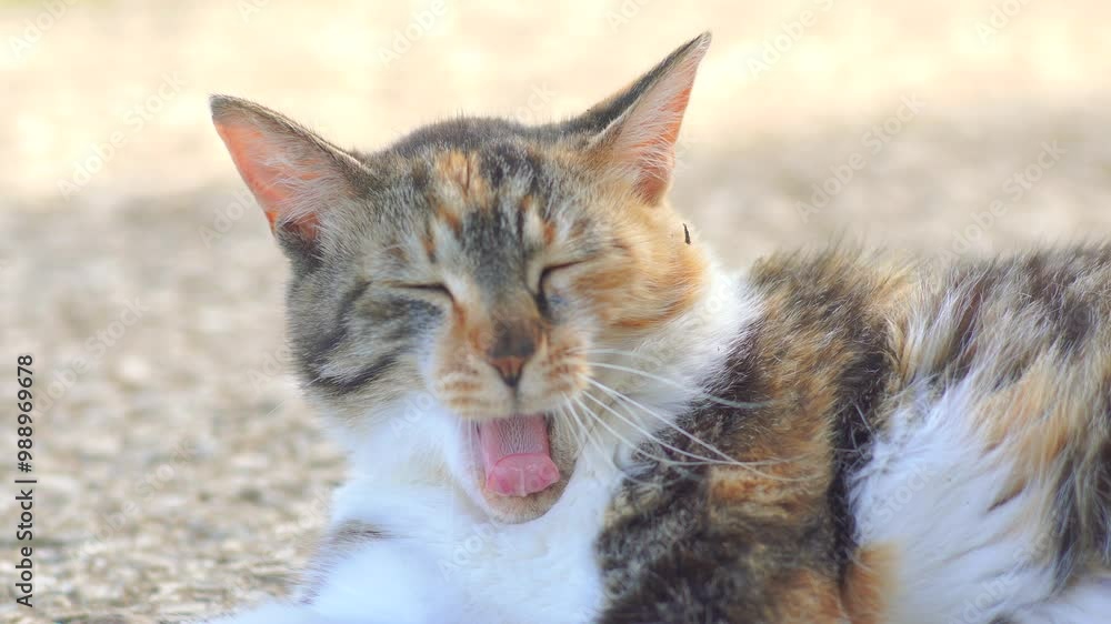 Community cat lying down, yawn, stretch like Community cat lying down, yawn, stretch like
