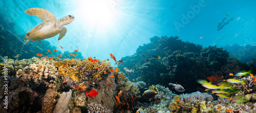 Fototapeta Naklejka Na Ścianę i Meble -  Underwater Tropical Corals Reef with Colorful Sea Fish . Marine Life Sea World . Tropical Colourful Underwater Seascape