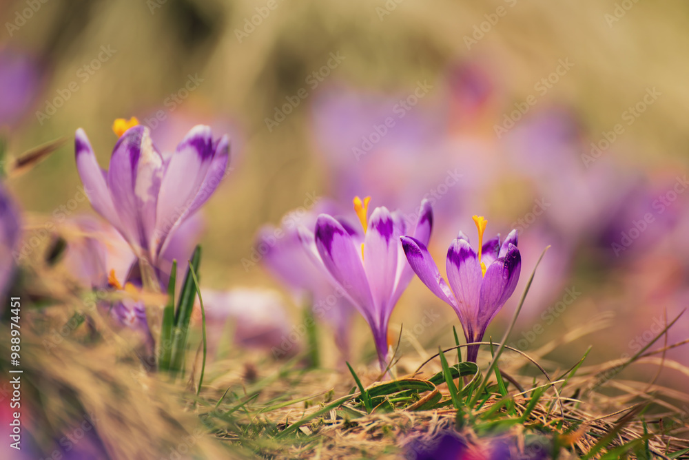 Fototapeta premium Spring crocus flowers, Easter background