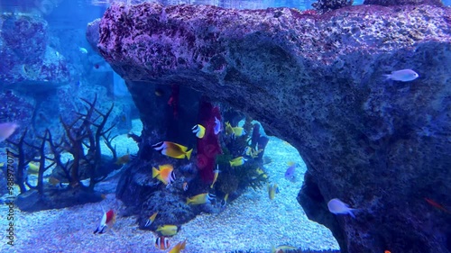 Colorful fish swim near coral and rocks in an underwater scene at Busan Aquarium