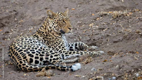 a leopard on a dry riverbank photo