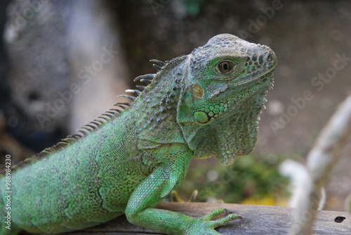 Wallpaper Mural Green iguana at the Belize Iguana Conservation Project observing its surroundings in a natural setting Torontodigital.ca