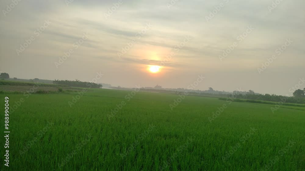 Beautiful Green Scenery of Paddy Field landscape Beautiful Green Scenery of Paddy Field landscape