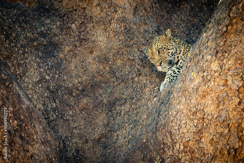 a leopard in the fork of a mashatu tree during the golden hour photo