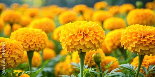 Closeup of bright yellow marigold flowers blooming in a garden