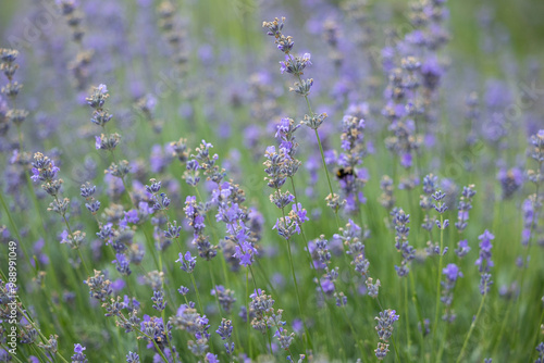 Branches of blooming lavender and bees on them