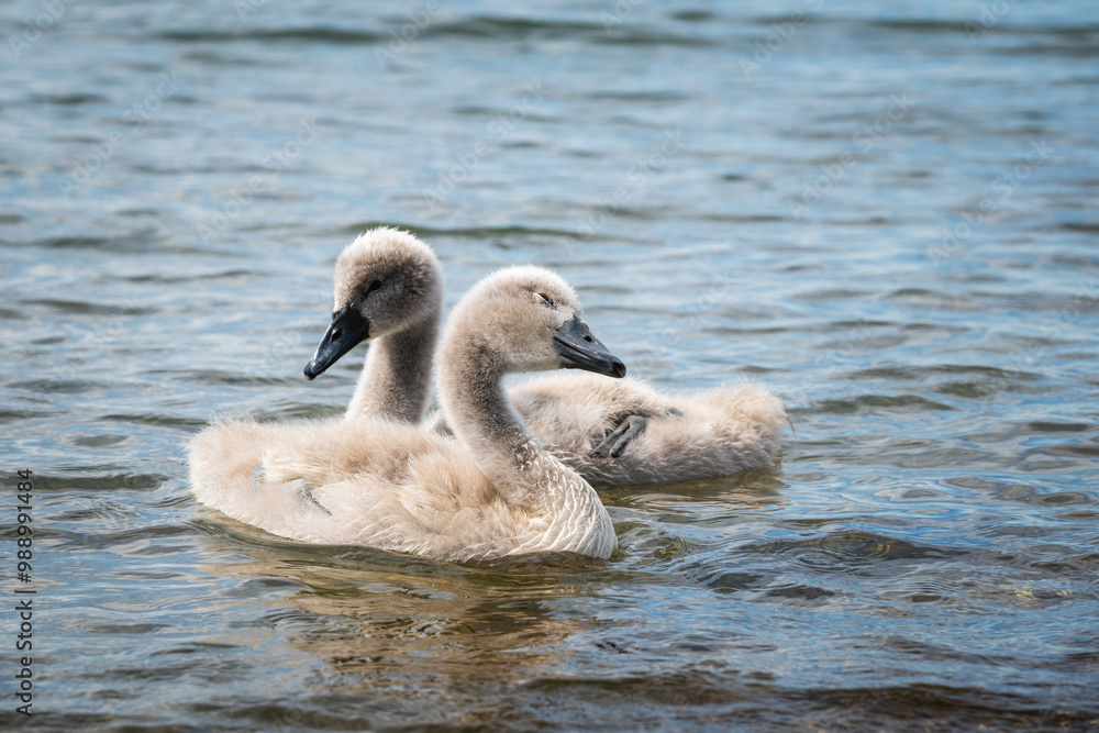 Zwei junge Schwäne treiben friedlich im Wasser eines Sees Zwei junge Schwäne treiben friedlich im Wasser eines Sees
