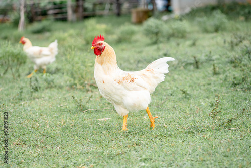 White chicken