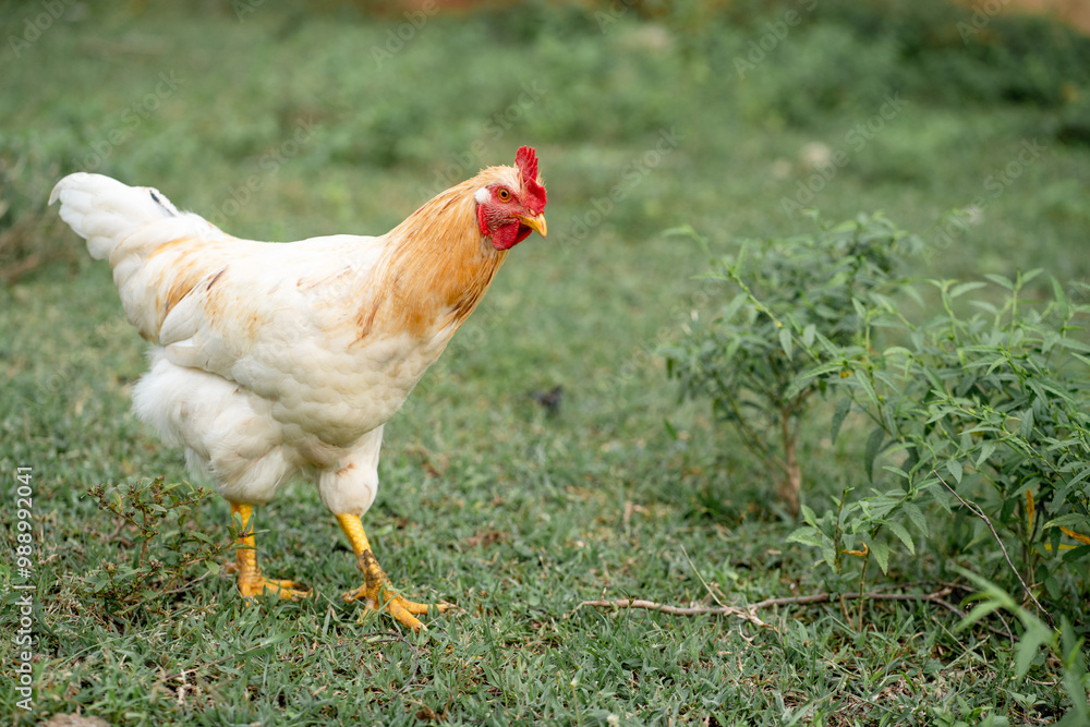 Fototapeta premium White chicken