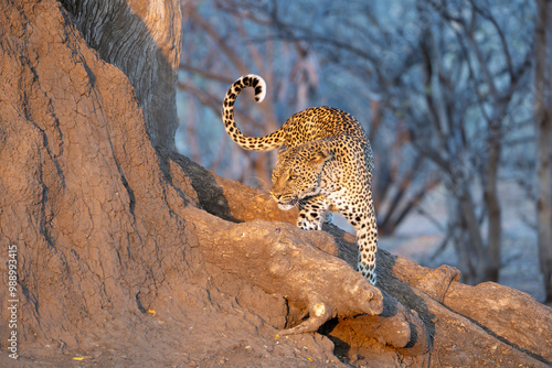 a leopard on a termite mound in golden light photo