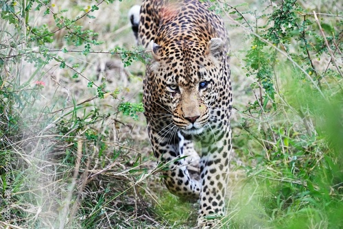 leopard in the wild in Massai Mara photo