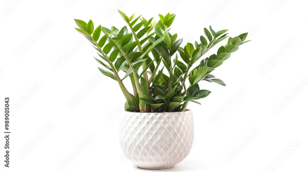 Green plant in a white pot on a light background ,the plant rendering created with octane on a white background showcases realistic textures and vibrant colors Green plant in a white pot on a light background ,the plant rendering created with octane on a white background showcases realistic textures and vibrant colors