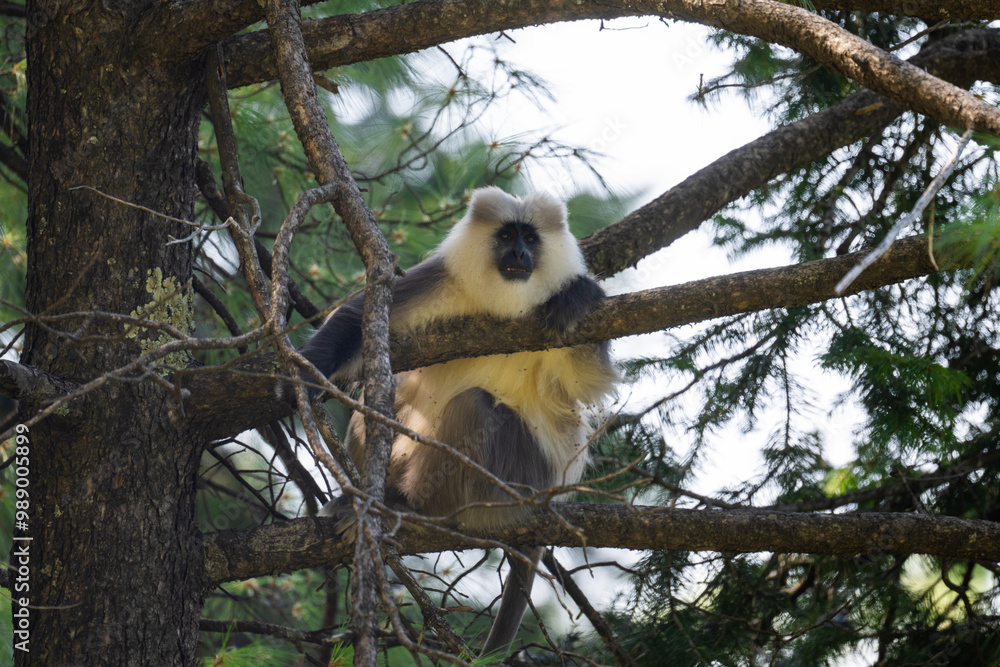 Fototapeta premium Himalayan Gray Langur in Forest