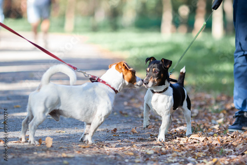 Two jack russel terriers on leashes meeting and sniffing each other in park. Walking with dog, dog behavior concept. photo