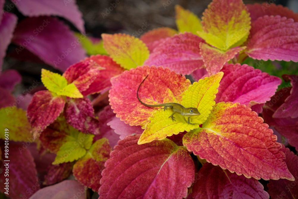 Cute green anole perched among colorful and vibrant coleus leaves Cute green anole perched among colorful and vibrant coleus leaves