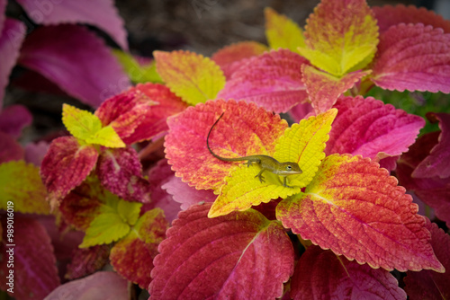 Cute green anole perched among colorful and vibrant coleus leaves photo