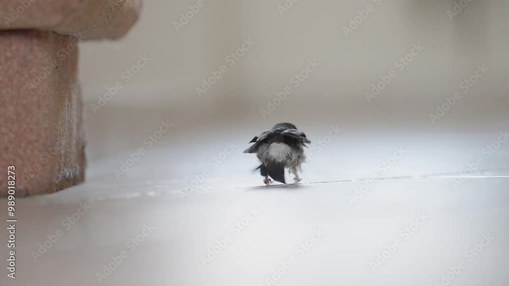 Kleine gerettete süße Mehlschwalbe probiert ihre ersten Flugversuche im Haus