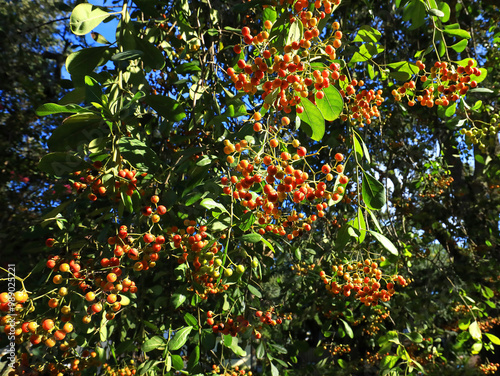 Close up of Bahamia Strongbark fruit, a tasty treat for wild birds in South Florida.  Bahamia Strongbark is native and is considered endangered in the state of Florida. photo