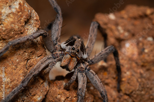 wolf spider on the ground