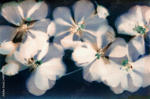 lumen print, geranium flowers, alternative photo processes