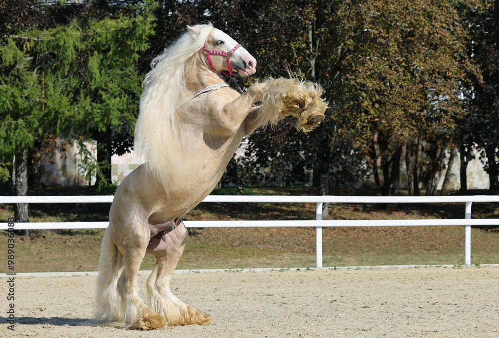Young beautiful Gypsy Vanner Horse rearing up