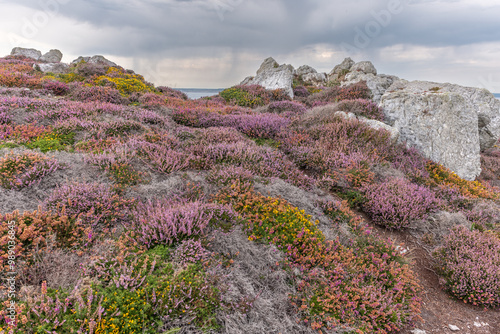 A carpet of pink and red flowers grows on the cliffs of the Iroise Sea coast. photo