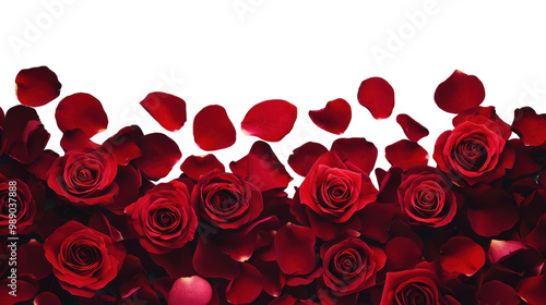 Wallpaper Mural PNG Red roses and petals border Torontodigital.ca