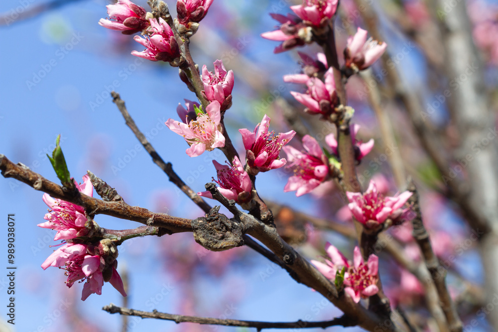 Pink flowers on branches of a peach tree in a sunny day Pink flowers on branches of a peach tree in a sunny day